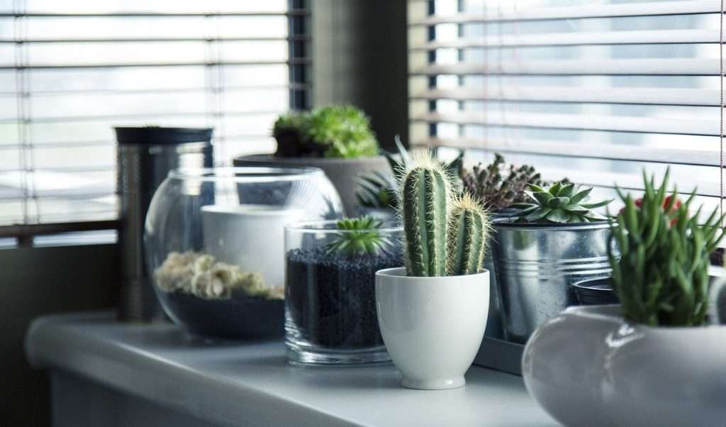 Cactus on a work desk