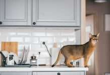 3 Ways to Pet-Proof Your Kitchen