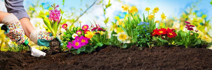 planting spring flowers in garden