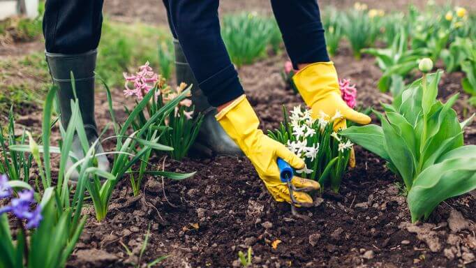 planting flowers in the Spring Garden 