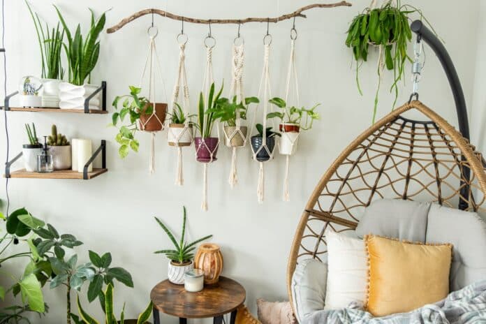 egg chair in living room with plants