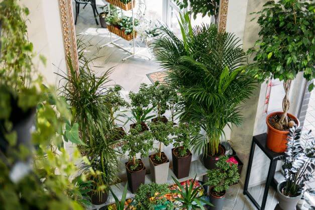What is Biophilic Design and Why is it Important? 4 plants are a major factor in Biophilic Design