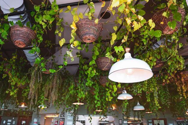 What is Biophilic Design and Why is it Important? 3 Biophilic Design in restaurants