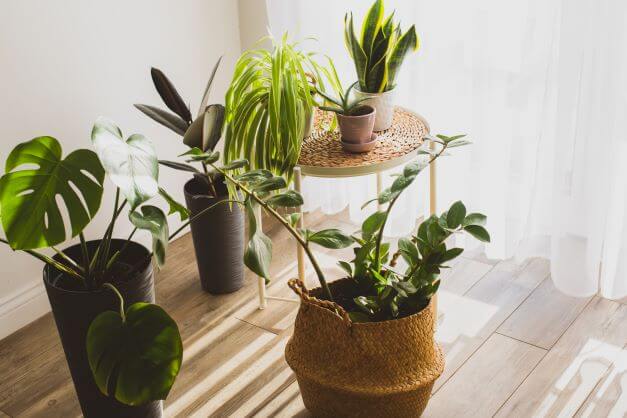 What is Biophilic Design and Why is it Important? 2 plants at home