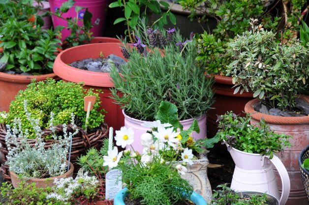 You can use anything for your plants, old teapots or water jugs and even a watering can