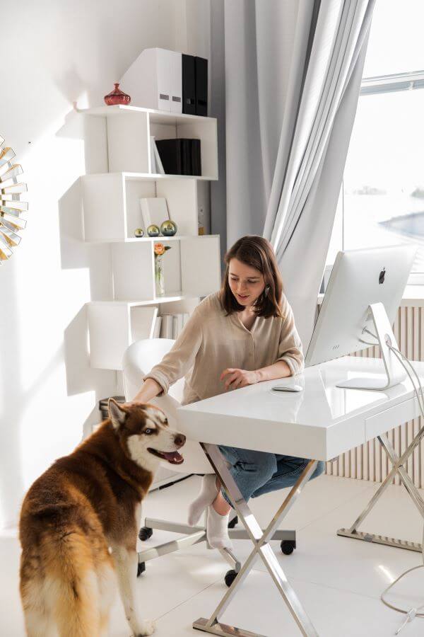 A dog in a home office